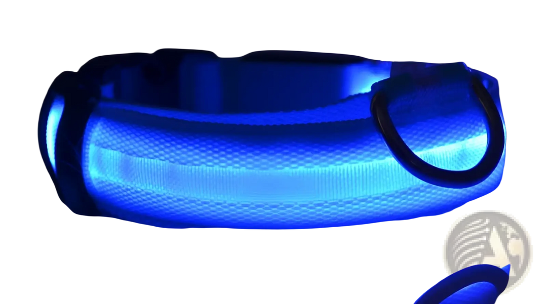 Blue glowing LED nylon dog collar with black buckle and metal D-ring