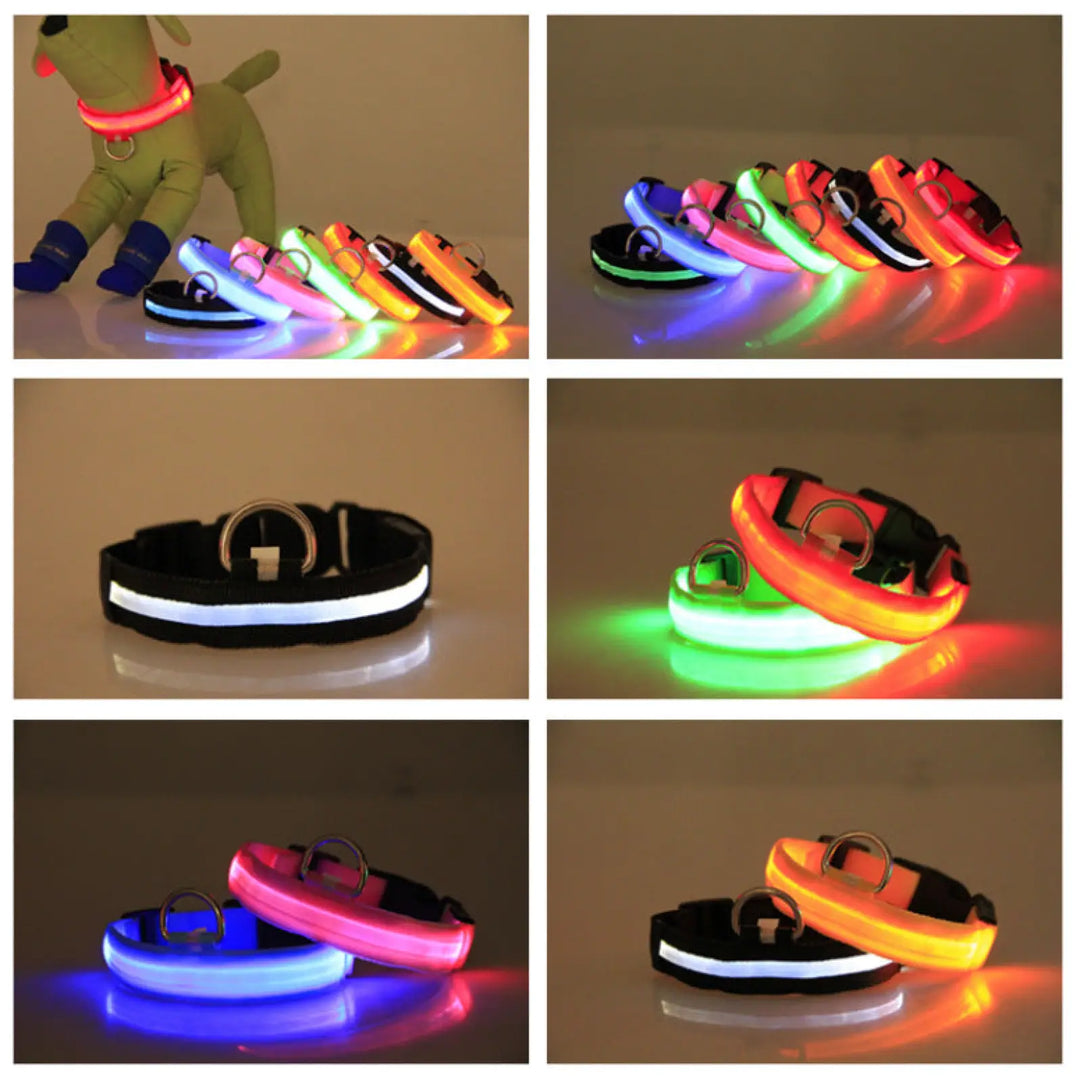 Glowing LED dog collars set in mixed colors with metal D-rings