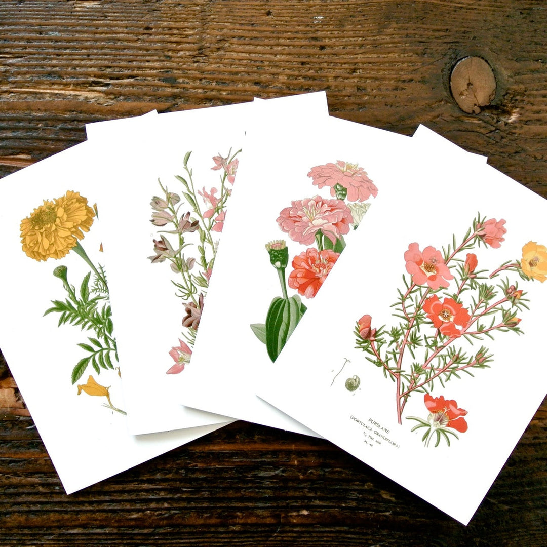 Set of four botanical greeting cards with colorful flower illustrations on white
