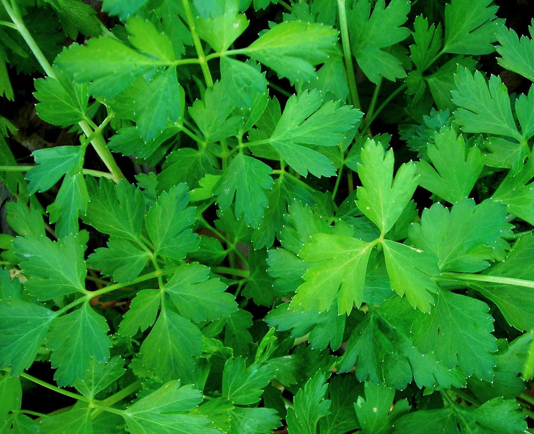 Flat-leaf parsley plants with dense bright green foliage