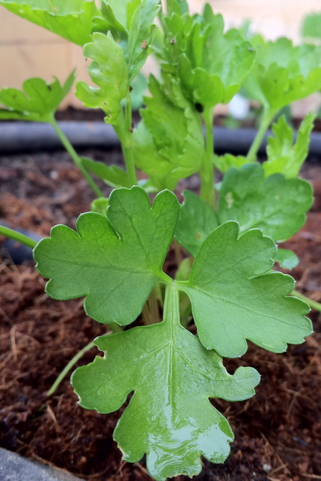 Flat-leaf parsley seedling with three-lobed green leaves in soil