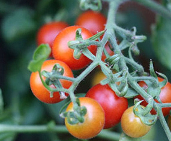 Cluster of ripe cherry tomatoes on a vine
