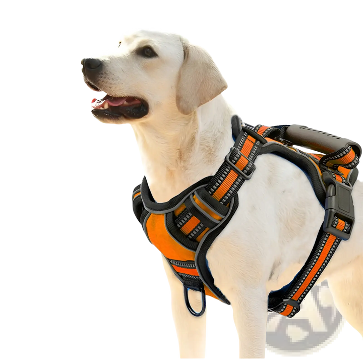Black reflective dog harness vest with orange stripes and matching leash set on a dog