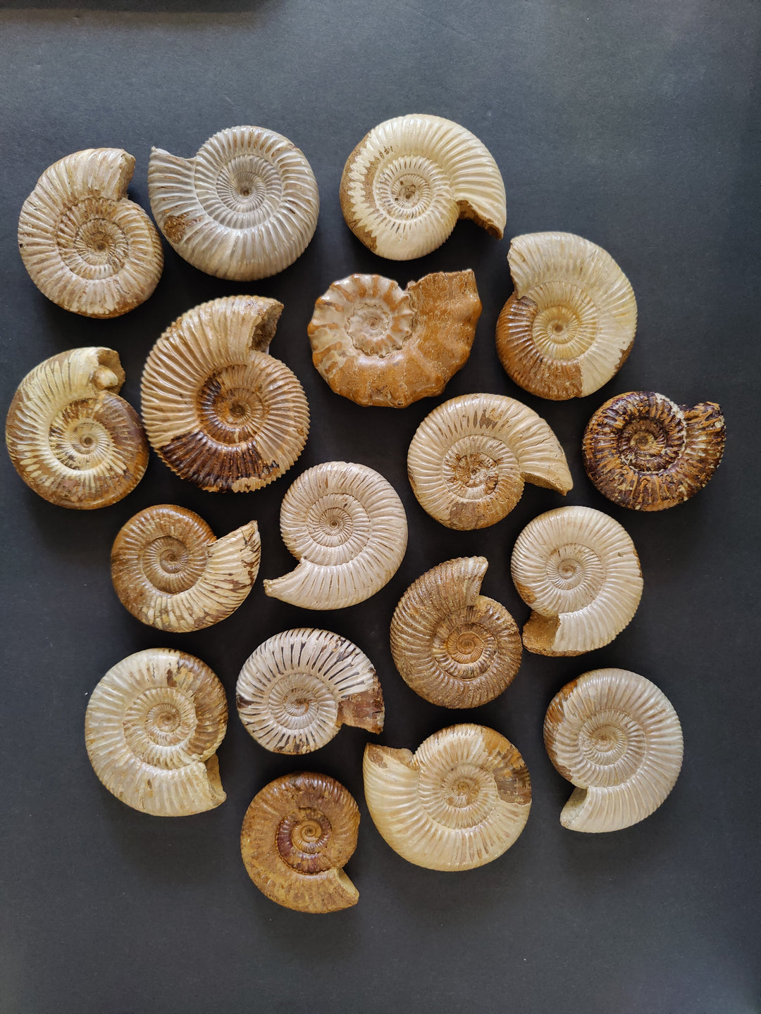 Polished ammonite fossil cluster of tan and cream spiral shells on dark background