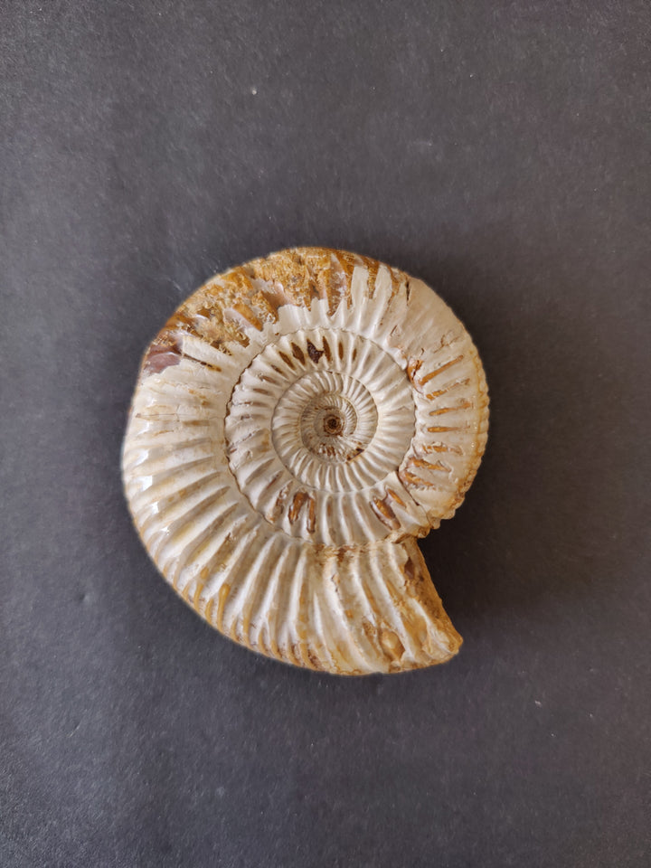 Polished ammonite fossil, white-tan spiral with detailed ribbing and central coil