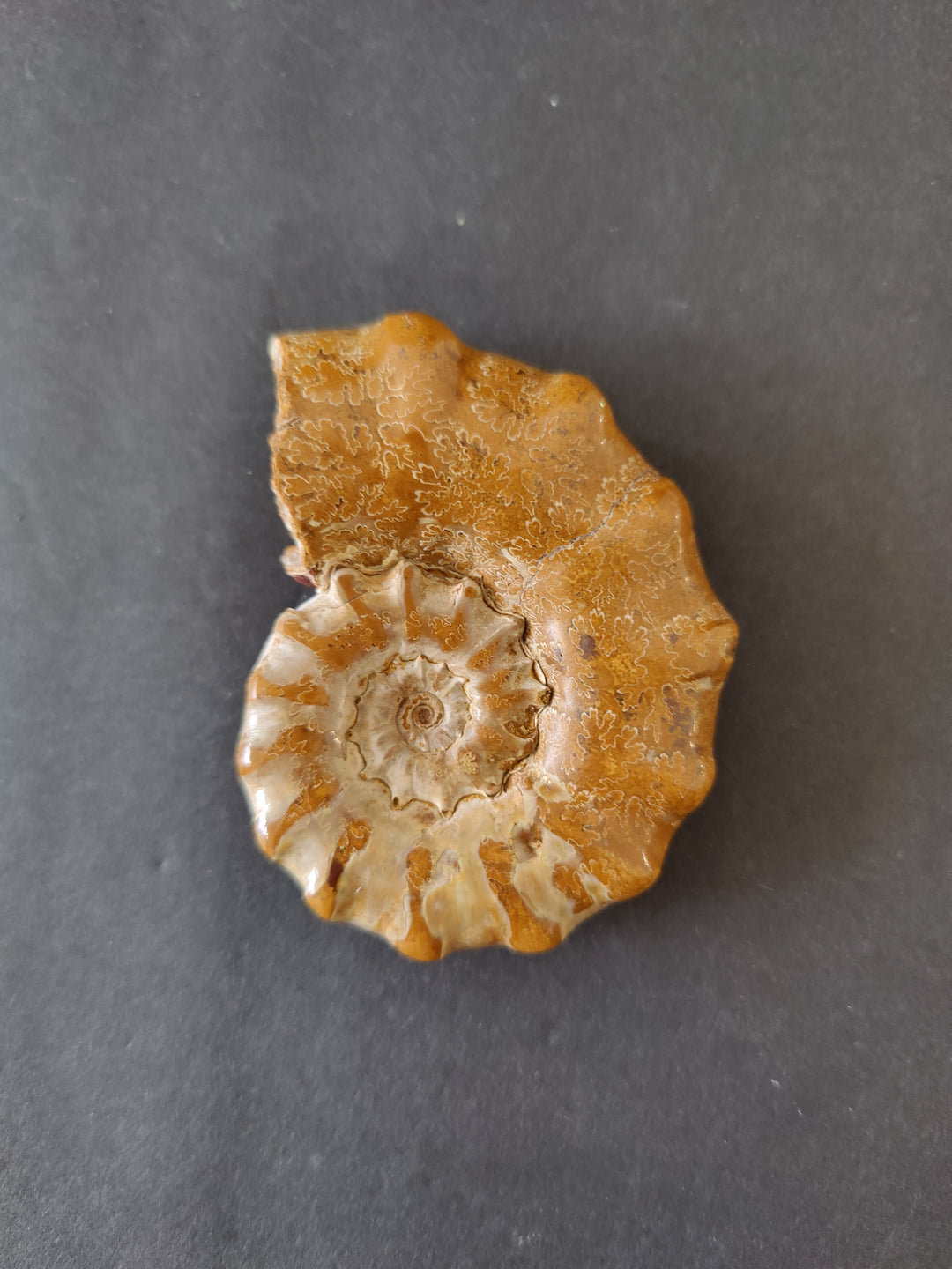 Polished ammonite fossil with two-tone face, light beige interior and orange-brown outer.