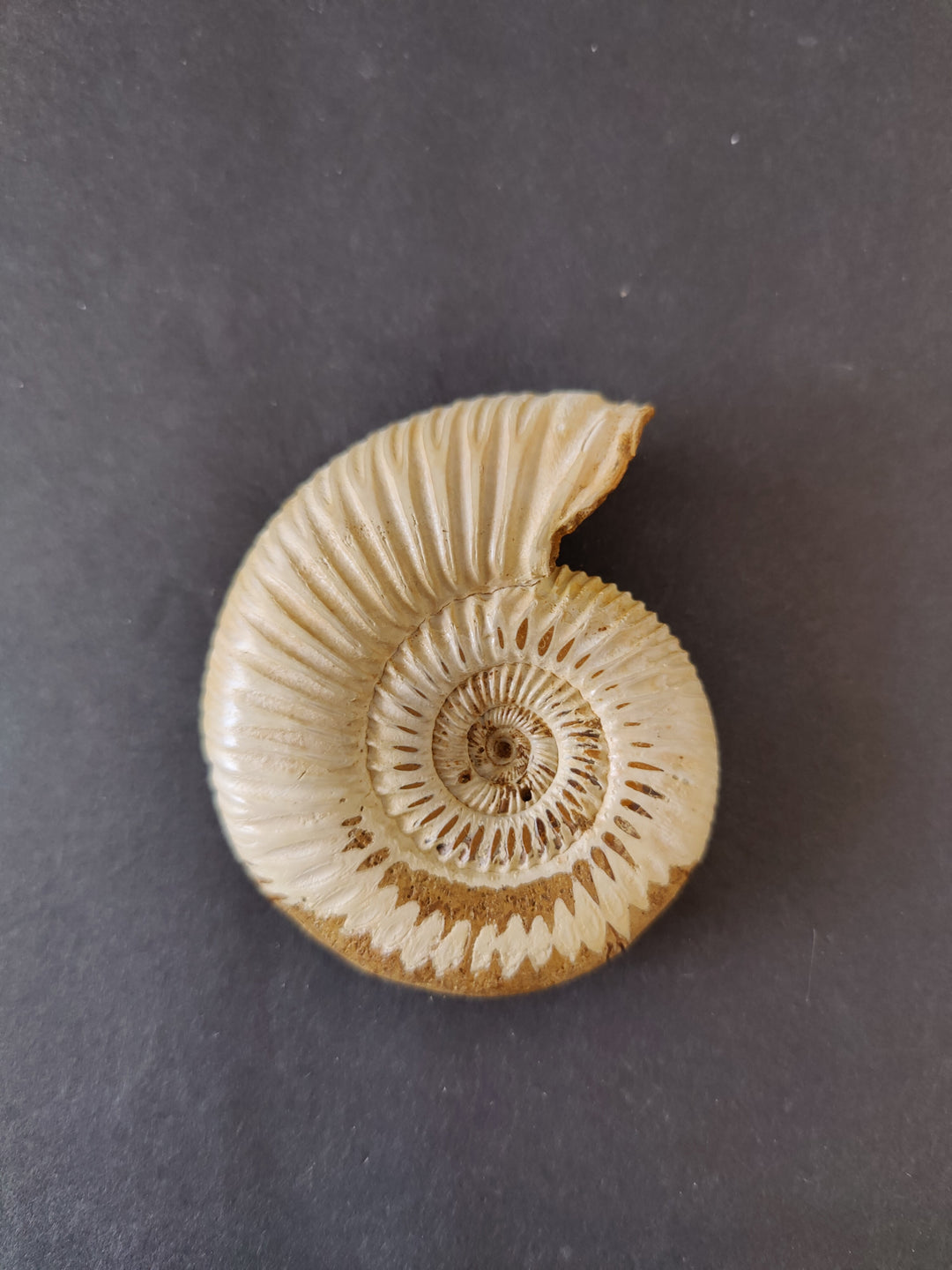 Polished ammonite fossil, stacked spiral ridges in light tan with darker center.