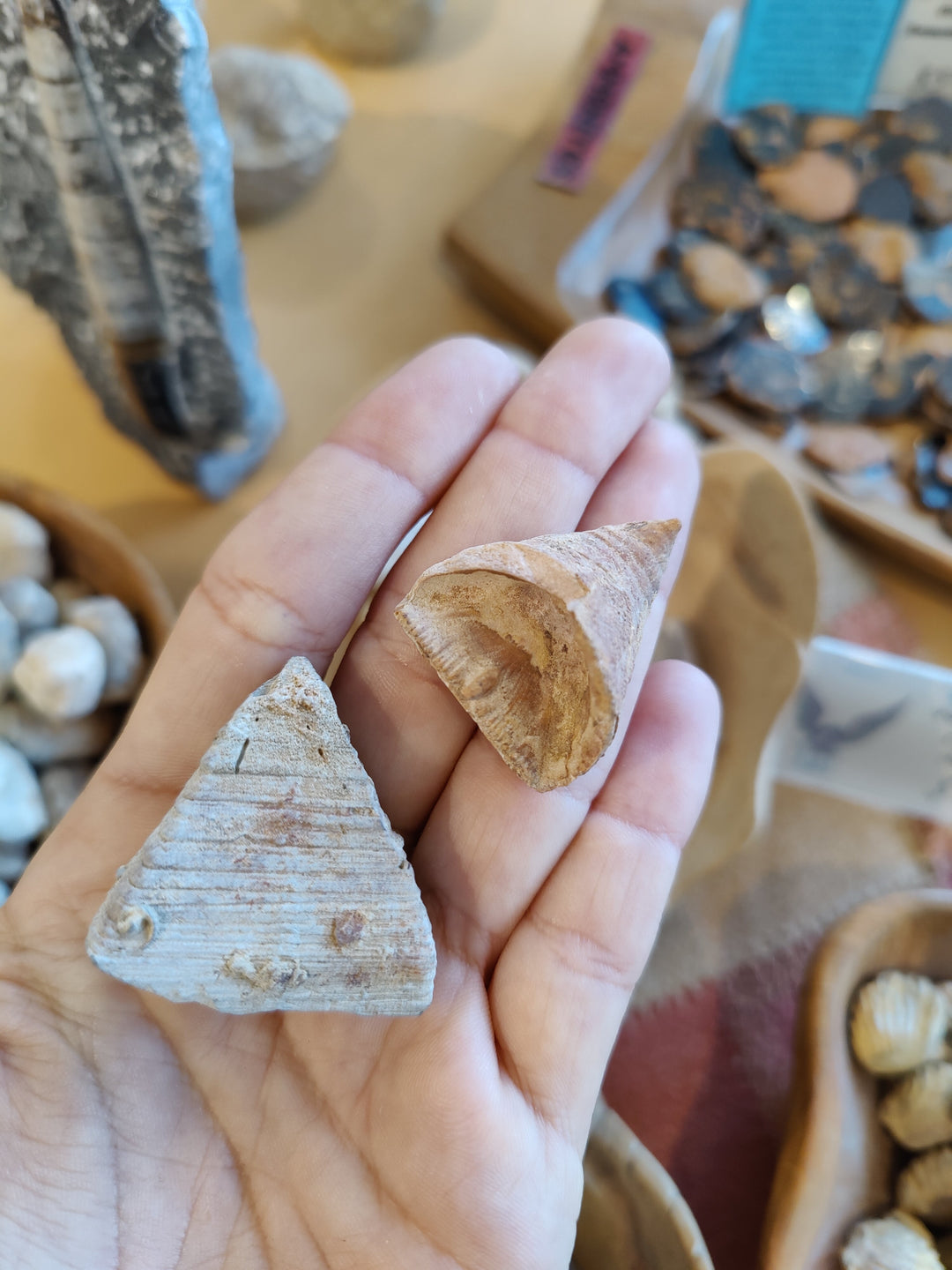 Fossil coral pieces, triangular off-white and tan with textured surface, held in hand