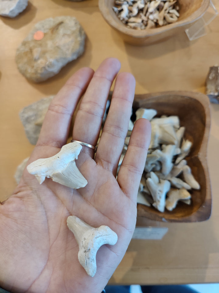 Single fossil shark tooth held in palm, with other teeth in wooden tray