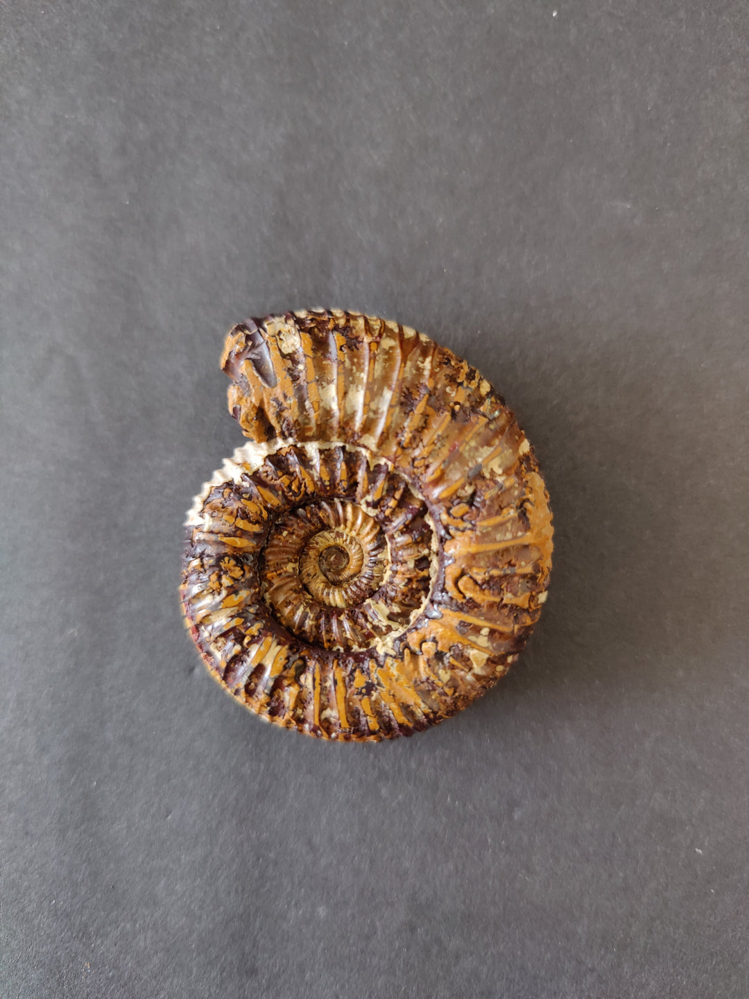 Polished ammonite fossil, dark brown spiral with ridged whorls and central coil