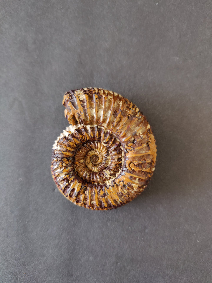 Polished ammonite fossil, dark brown spiral with ridged whorls and central coil