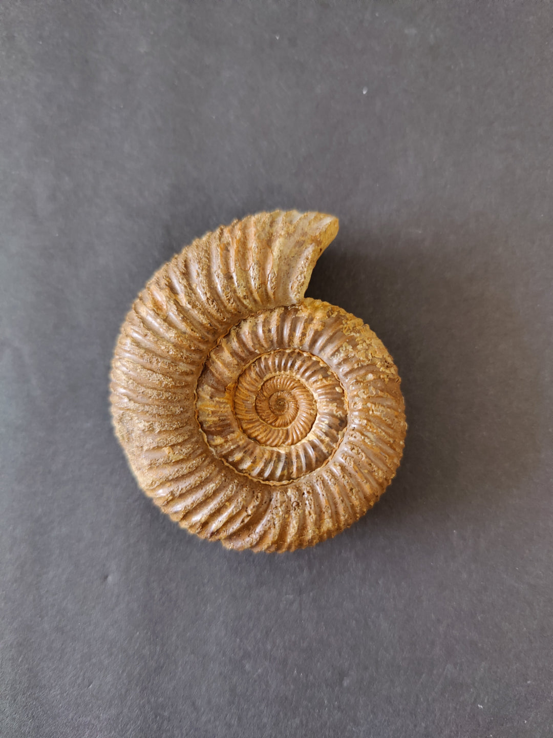 Polished ammonite fossil, light tan spiral with concentric ridged rings