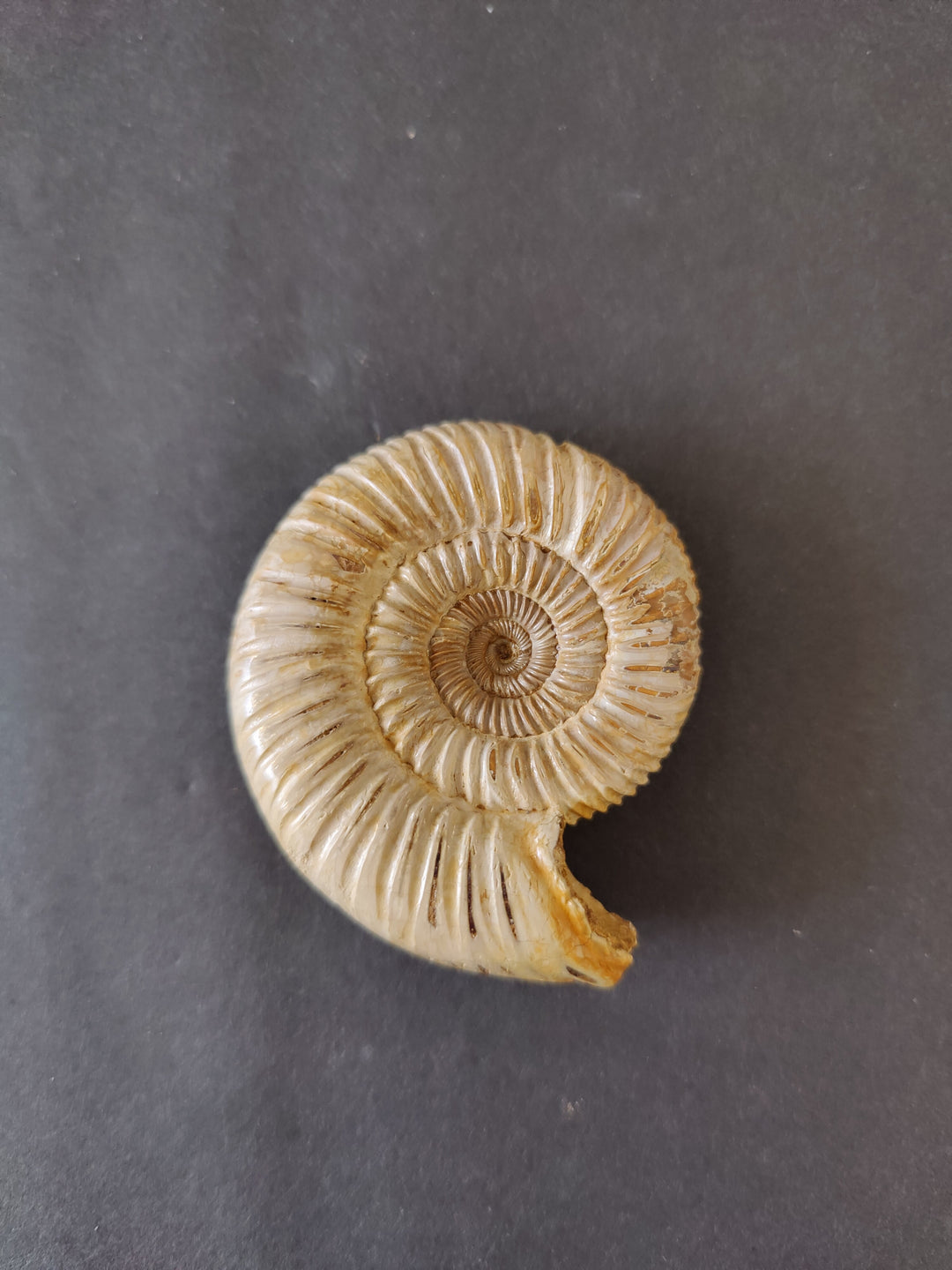Polished ammonite fossil fragment, light tan spiral with curled edge detail.