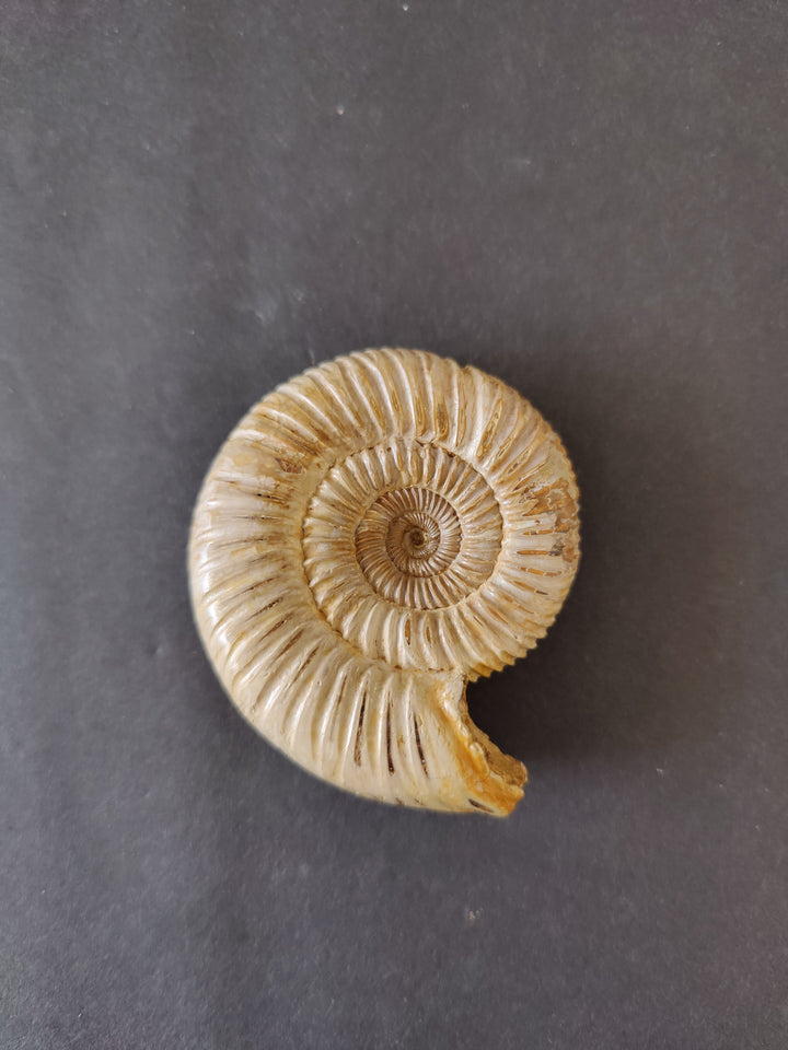 Polished ammonite fossil fragment, light tan spiral with curled edge detail.