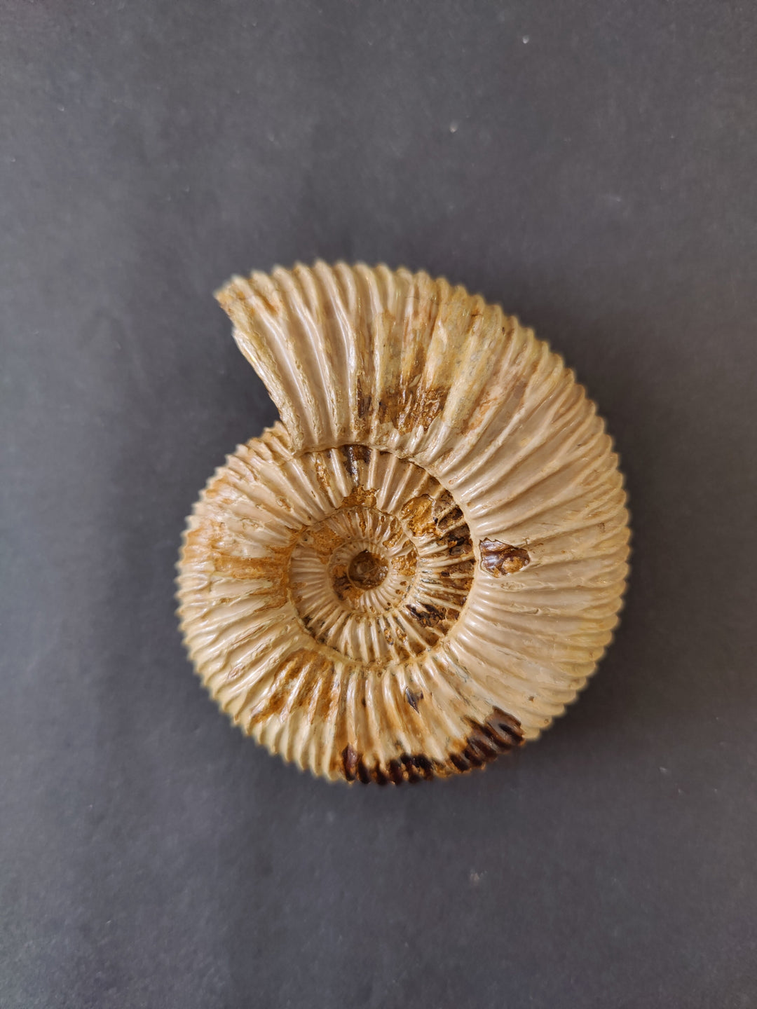 Polished ammonite fossil, round spiral shell in golden tan with darker central rings.