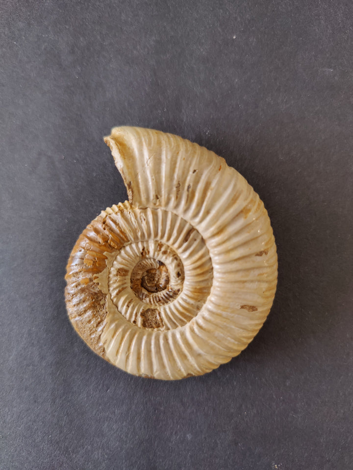 Polished ammonite fossil with spiral shell, light tan and beige, single face view.