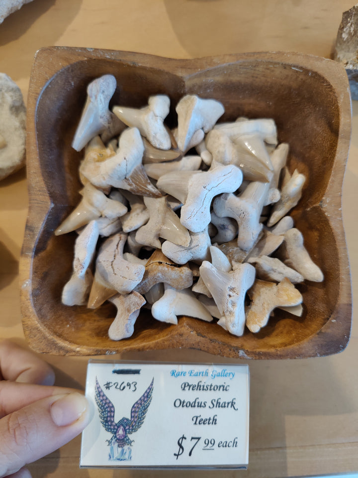 Fossilized shark teeth assortment in a small wooden tray, pale blue-gray