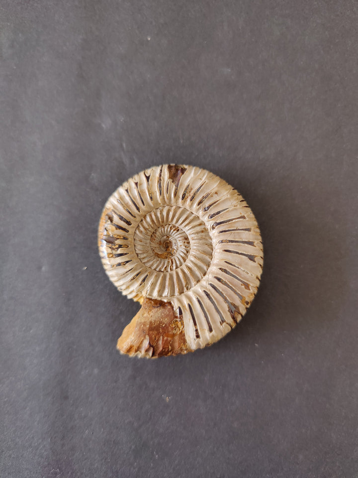 Polished ammonite fossil, cream spiral with concentric ridges and small broken tip