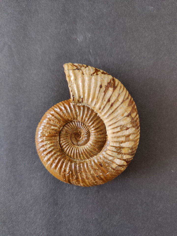 Polished ammonite fossil, tan spiral with ribbed outer whorls and curled edge