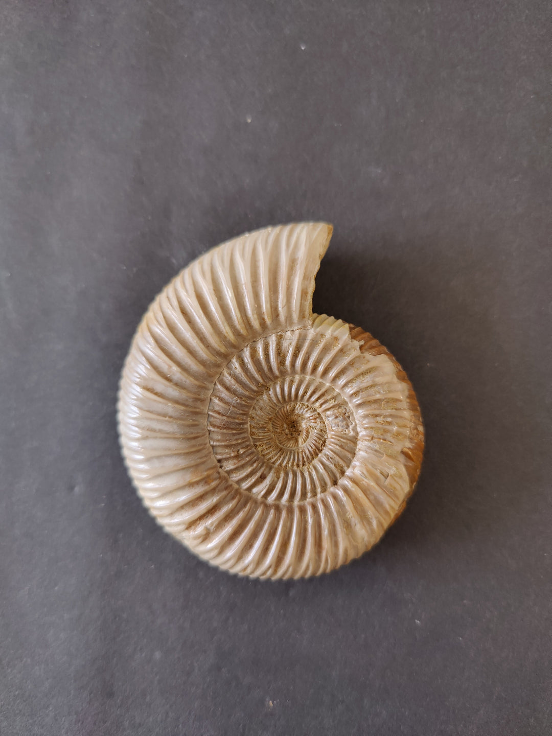 Polished ammonite fossil, pale cream spiral with evenly spaced ridges and dark center.