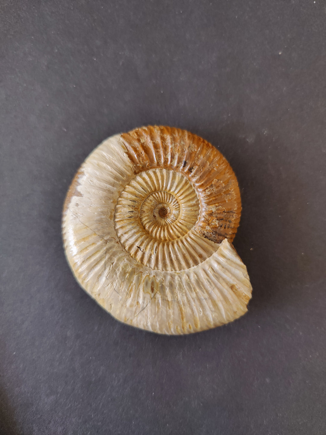 Polished ammonite fossil with brown-tan outer ridges and cream inner spiral.