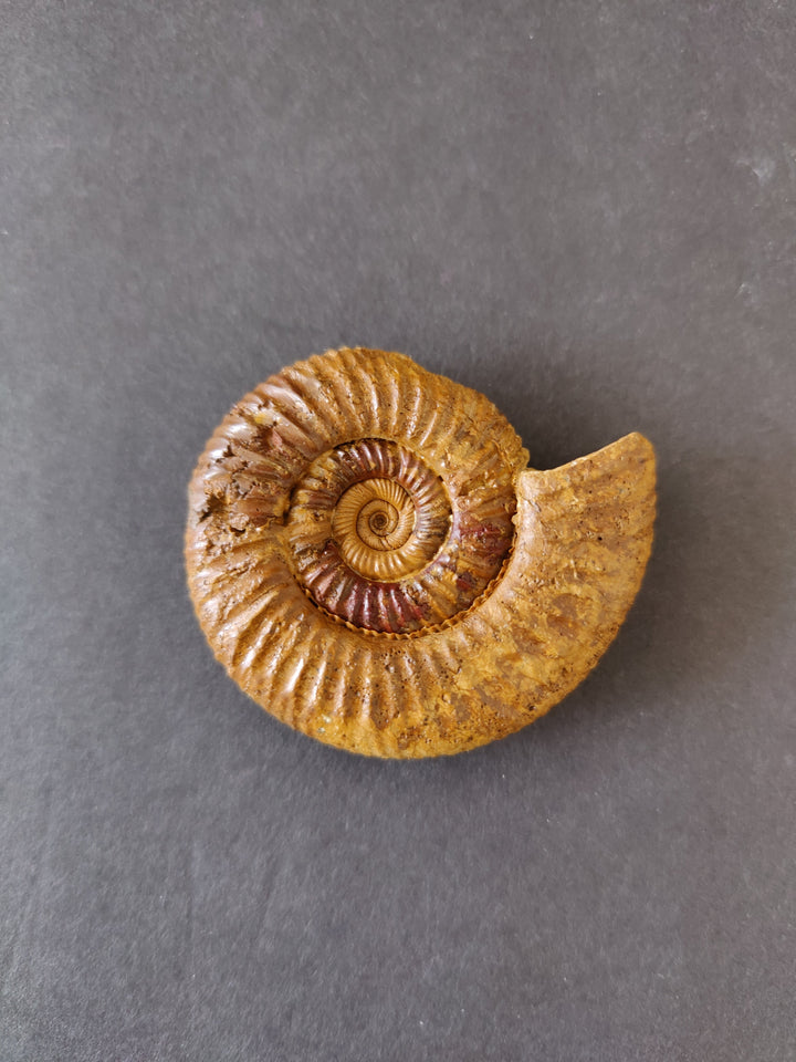 Single polished ammonite fossil, large tan spiral with ridged outer whorl