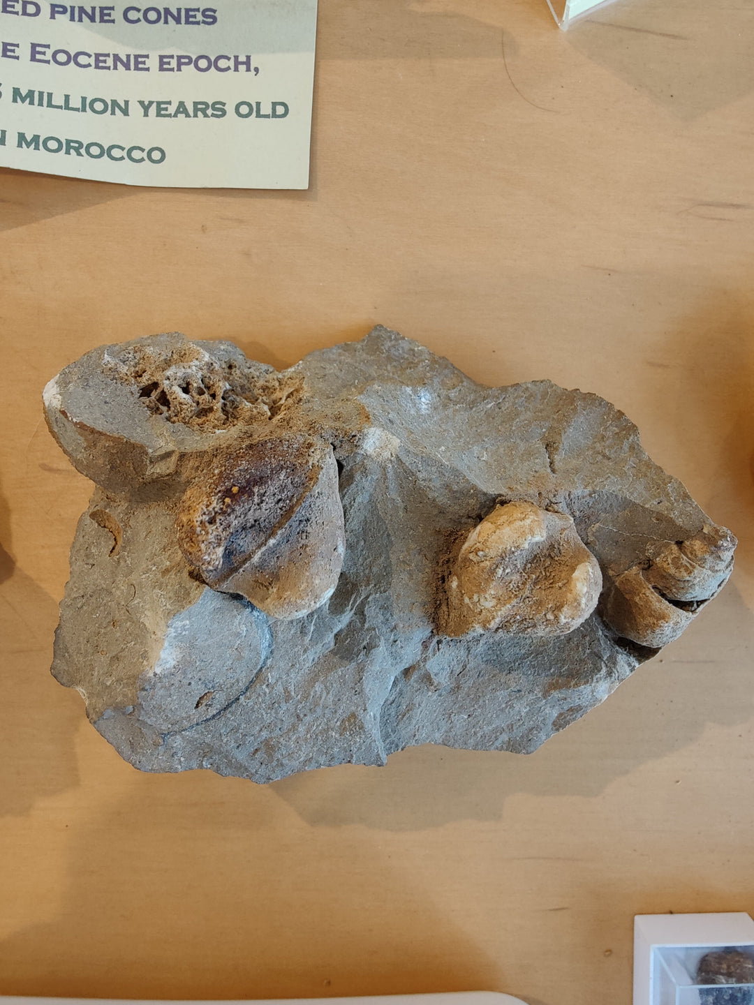 Large rough gastropod fossil on pale gray rock