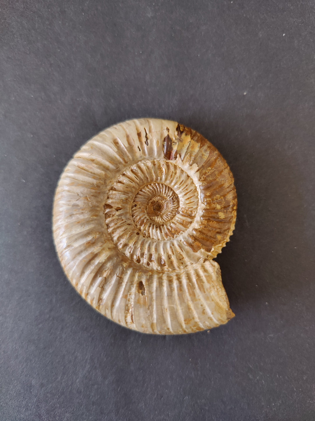 Polished ammonite fossil, pale tan spiral with darker banded outer ring