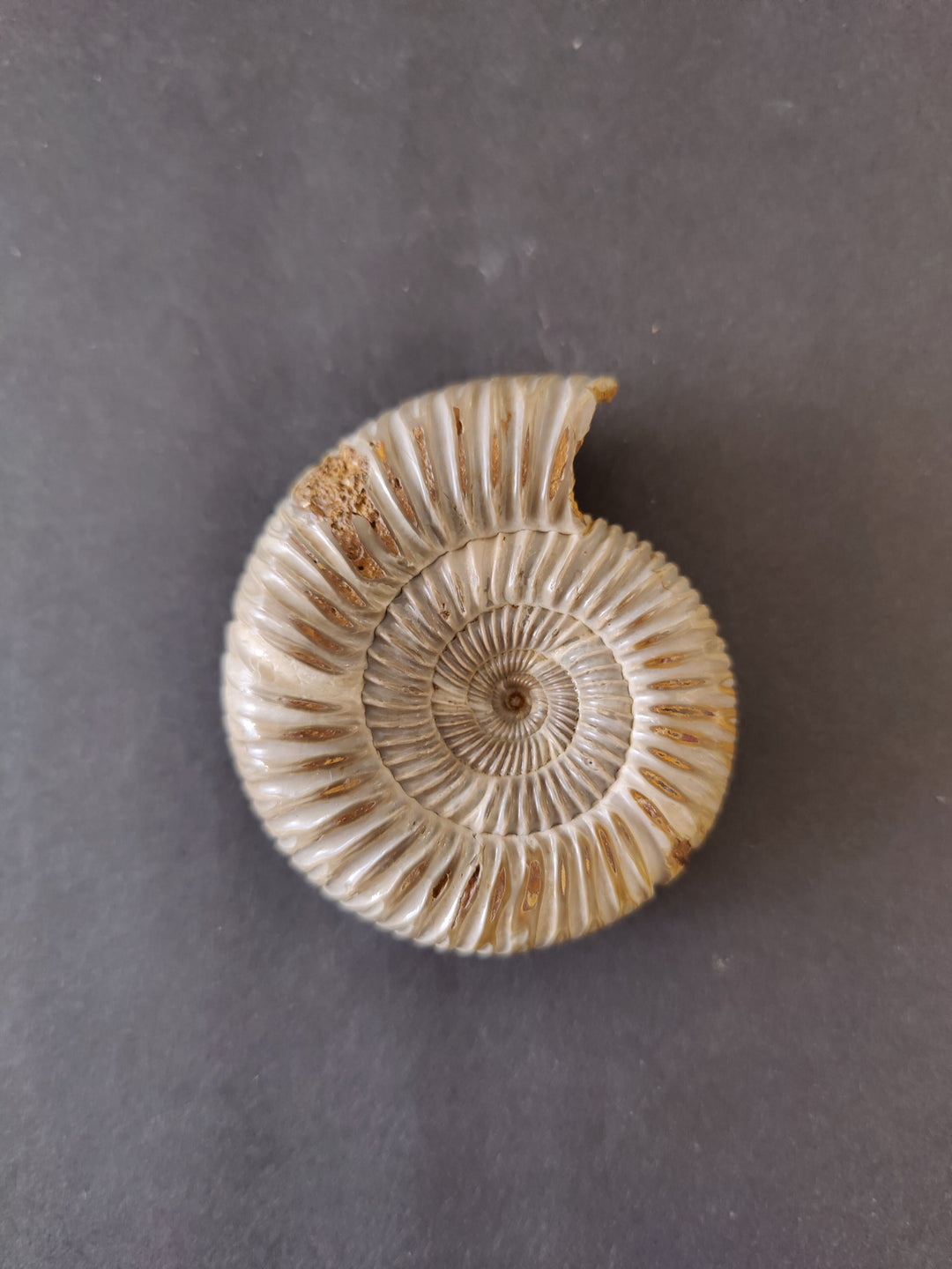 Polished ammonite fossil, light cream shell with brown speckles and inner spiral.