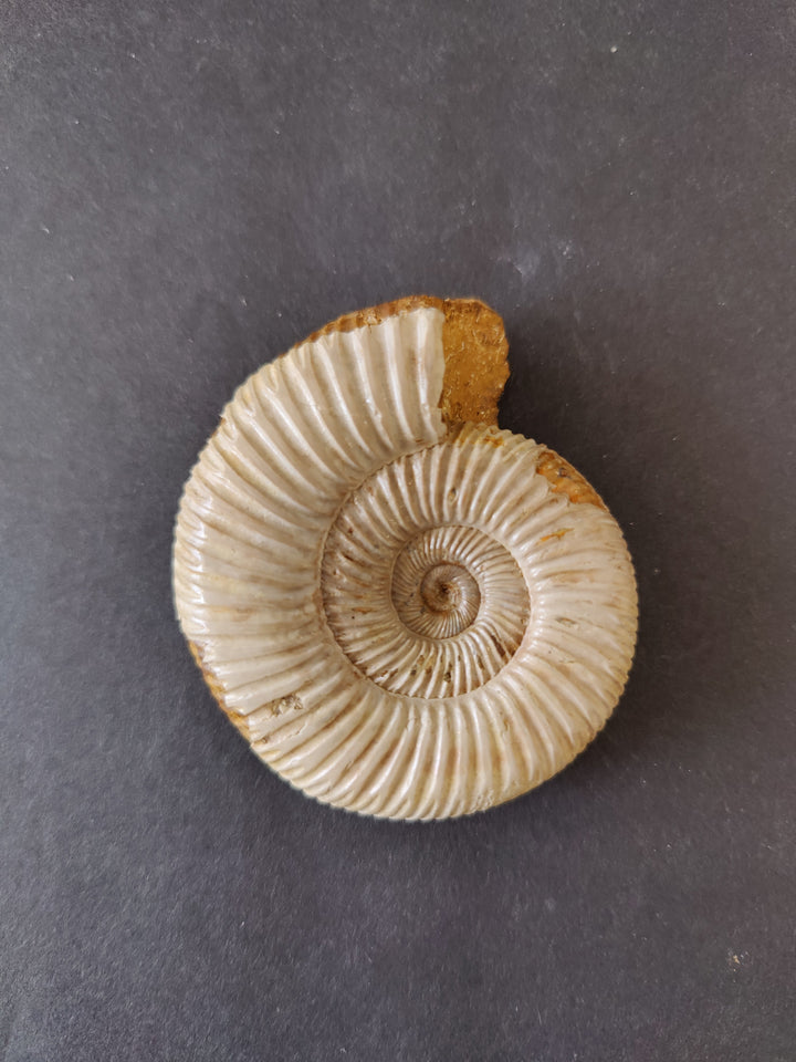 Polished ammonite fossil, light cream spiral with ridged whorls and dark rim