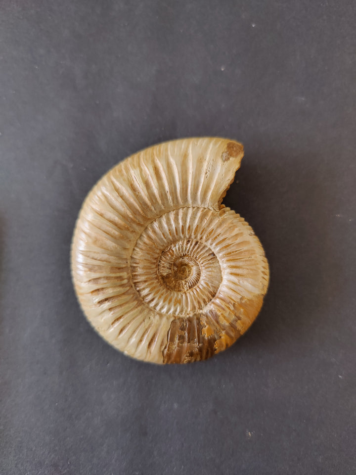 Polished ammonite fossil with light tan spiral ridges and small dark central whorl.