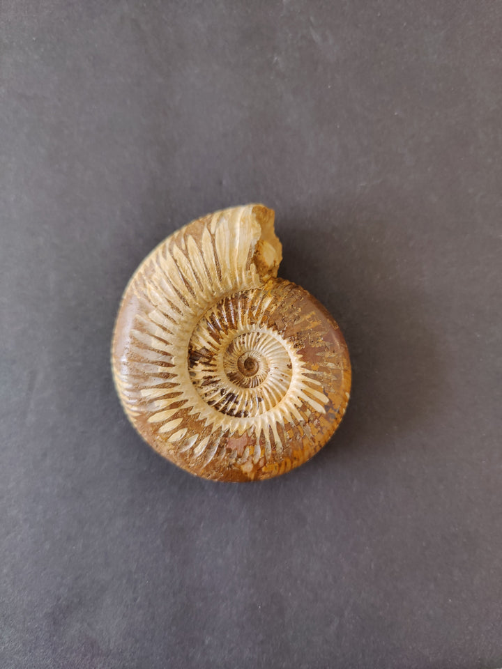 Polished ammonite fossil, small tan spiral with visible ridges and broken edge