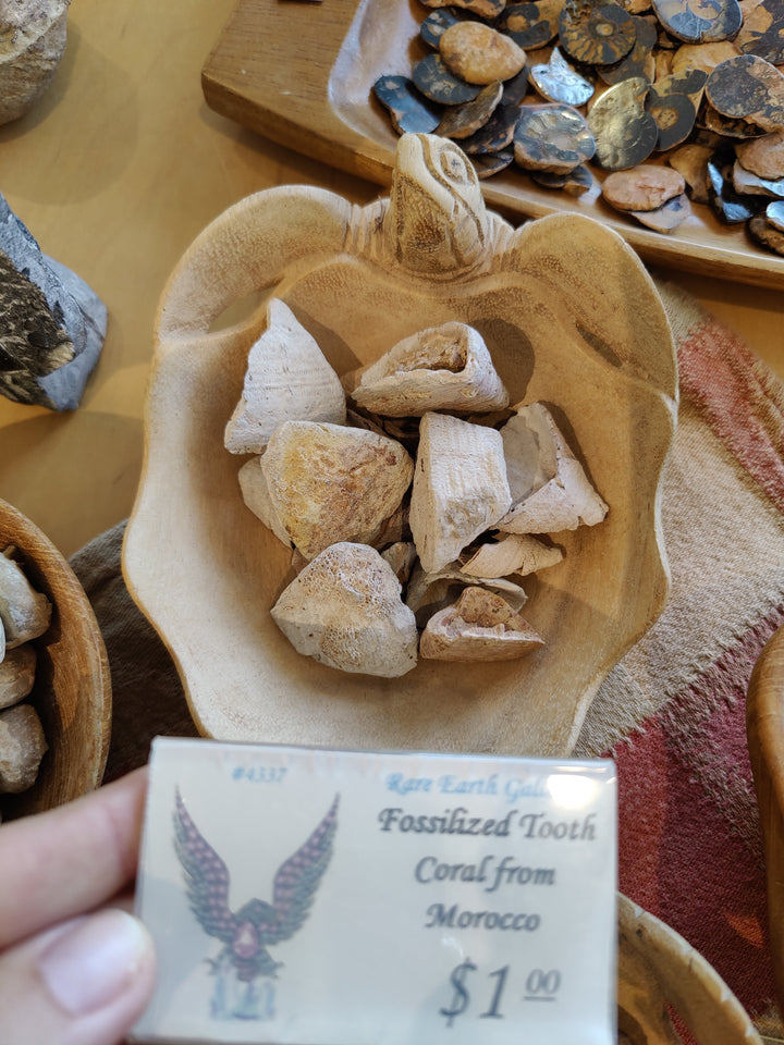 Fossilized tooth coral chunks in dish, pale tan and off-white, rough fossil texture