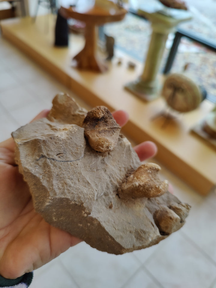 Large rough gastropod fossil fragment in hand on beige-gray rock