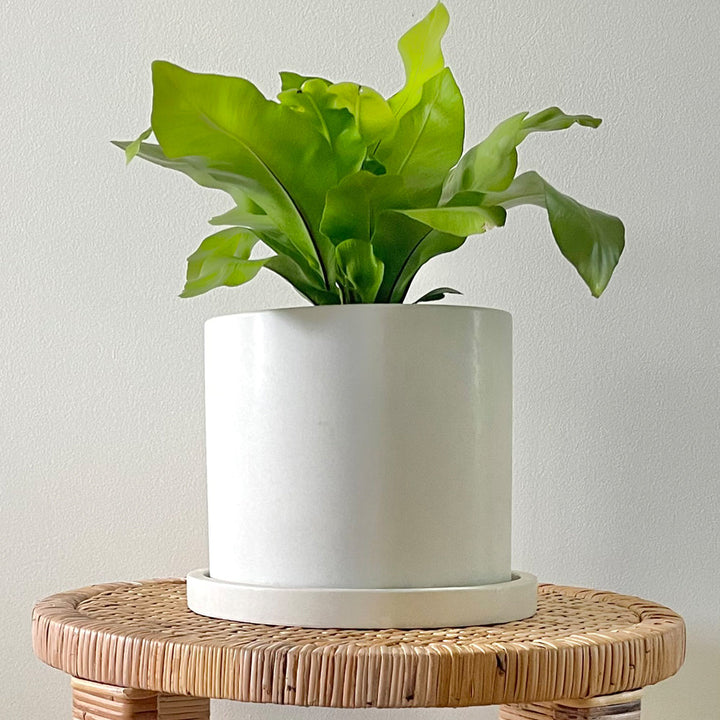 Concrete Round Planter: White