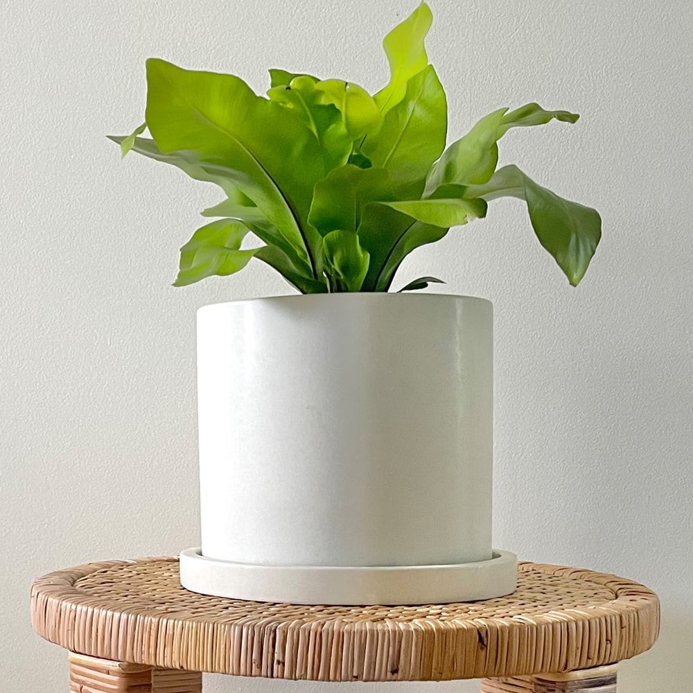 Concrete Round Planter: White — Pots & Planters, [material], Port Living Co.