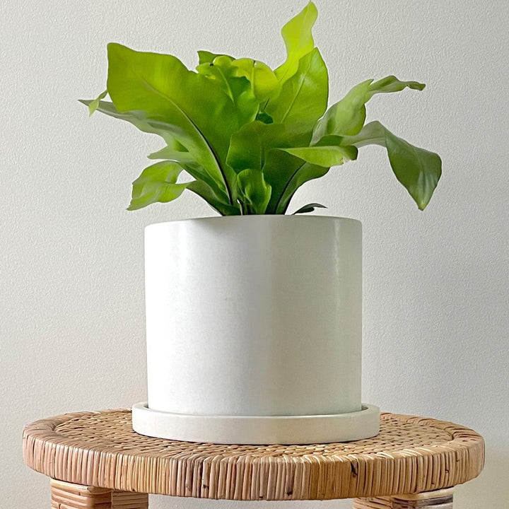 Concrete Round Planter: White — Pots & Planters, [material], Port Living Co.