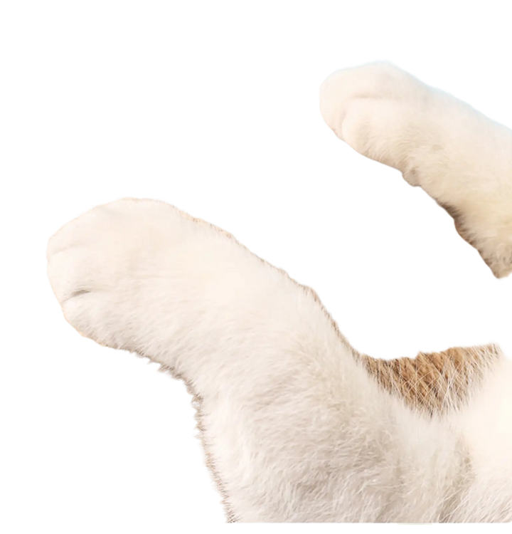 Cat paws reaching toward round sisal scratching ball on wooden stand