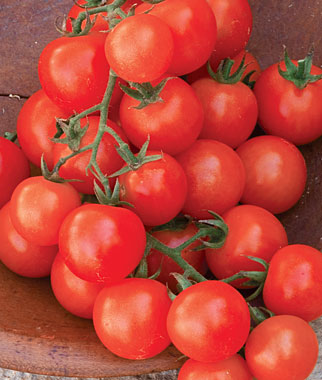 Red cherry tomatoes on the vine in a bowl