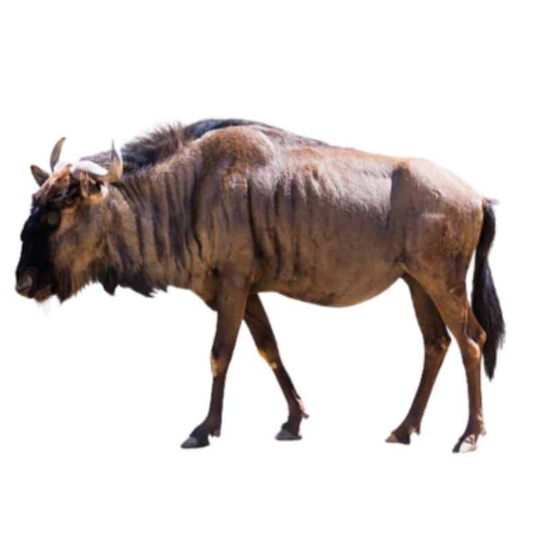 Brown wildebeest standing in profile