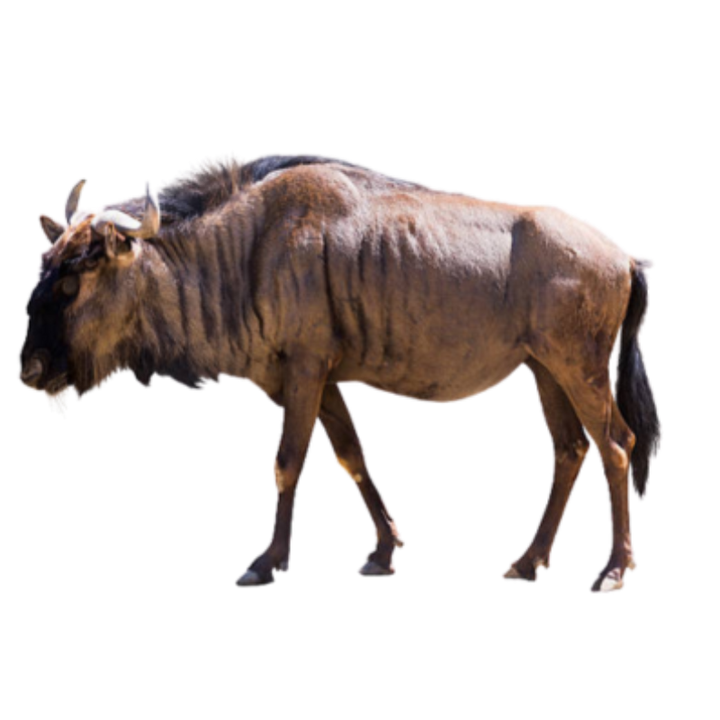 Brown wildebeest standing in profile