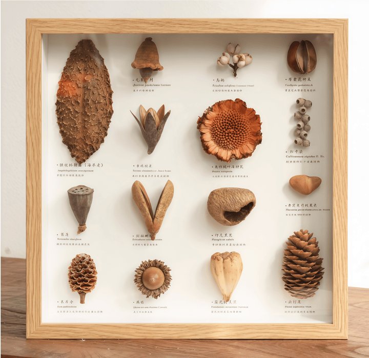 "The Rainforest Seed Vault" Tropical Specimen Shadow Box