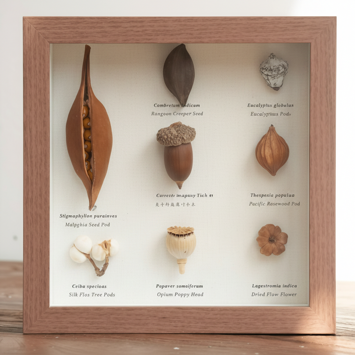 "The Rainforest Seed Vault" Tropical Specimen Shadow Box